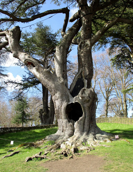 tree
